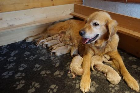 Cessy mit I-Wurf  - alle noch sichtlich erschöpft von den Strapazen der Geburt.