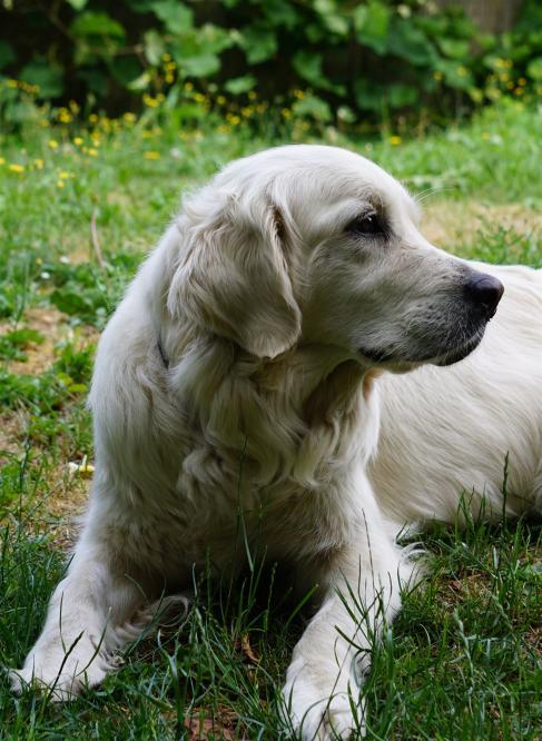 Grace vom Hembachtal *07.10.2014  HD A1 ED 0/0 PRA frei